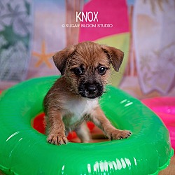 Thumbnail photo of Knox #1