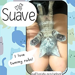 Thumbnail photo of Suave #2