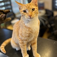 adopt a pet