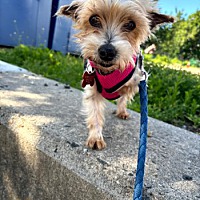 adopt a pet