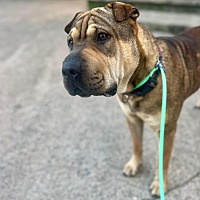 adopt a pet