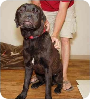 Cincinnati Oh Cane Corso Meet Stewie A Pet For Adoption