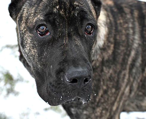 Ofallon Mo Presa Canario Meet Callisto A Pet For Adoption