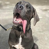 Cane Corso Puppies For Sale In Orlando Florida Adoptapetcom