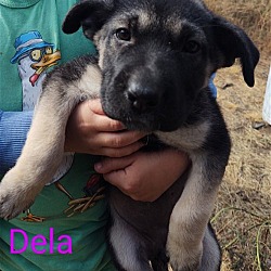 Photo of Dela