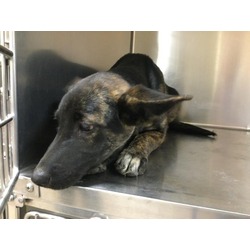 Photo of Dog