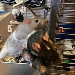 Photo of Young female rats
