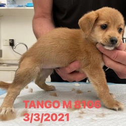 Thumbnail photo of Tango 8106 #3