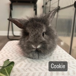 Photo of Cookie