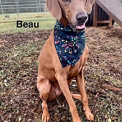 Thumbnail photo of Beau #2