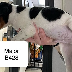 Thumbnail photo of Major B428 #2