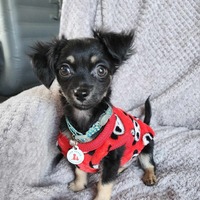adopt-pet