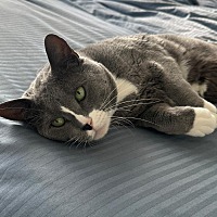 adopt a pet