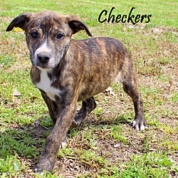 Thumbnail photo of Checkers~adopted! #3
