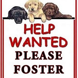Photo of Foster Homes Needed*all age/br