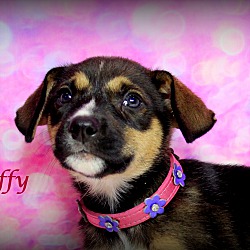 Thumbnail photo of Buffy~adopted! #2