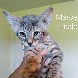 Photo of Marcel