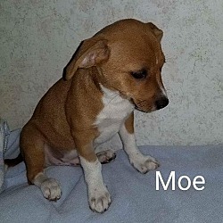 Thumbnail photo of Moe #3