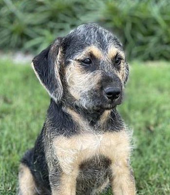 St. Louis, MO - Cocker Spaniel/Border Terrier. Meet Raleigh a Pet for ...