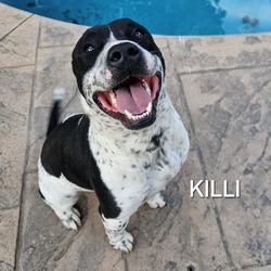 Photo of Killi