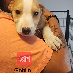 Thumbnail photo of Goblin #1