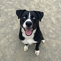 adopt a pet