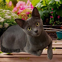 adopt a pet