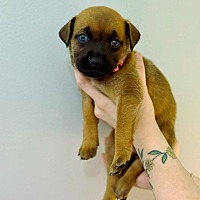 adopt a pet