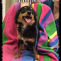 Thumbnail photo of Hope #1