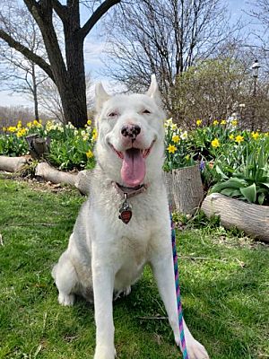 Harvard Il Siberian Husky Meet Carlie A Pet For Adoption