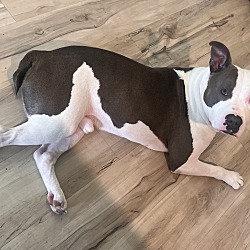 Photo of Buddy