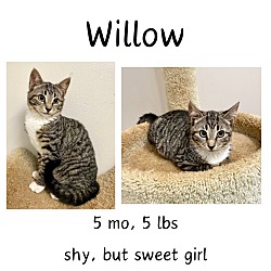 Thumbnail photo of Willow #1