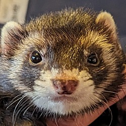 Photo of Ratty