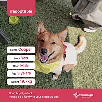adopt a pet