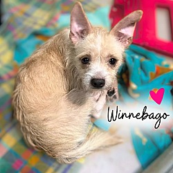 Photo of Winnebago