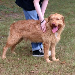 Thumbnail photo of Buckwheat #2