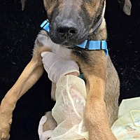 adopt a pet