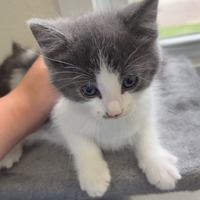 adopt-pet
