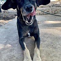 adopt-pet
