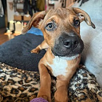 adopt a pet