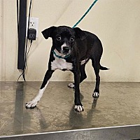 adopt a pet