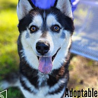 adopt a pet