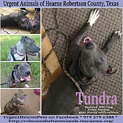 Thumbnail photo of Tundra #1