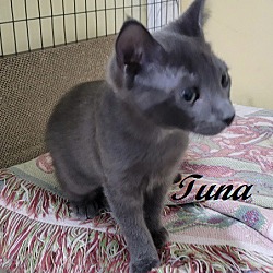 Thumbnail photo of Tuna #2