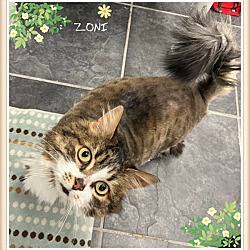 Photo of Zoni