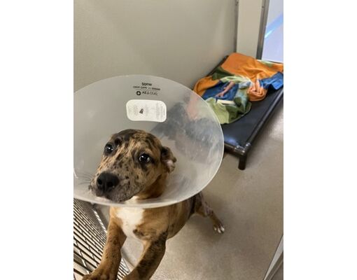 Norfolk, VA - Catahoula Leopard Dog/American Pit Bull Terrier. Meet ...