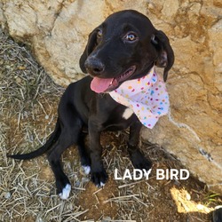 Thumbnail photo of Lady Bird #1