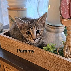 Thumbnail photo of Pammy (24-757) #2