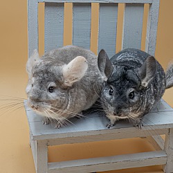 bonded pet photo