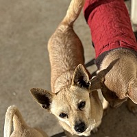 adopt a pet
